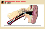 Таблица рельефная по анатомии. Ухо человека (А1, лам.) - Файв - оснащение школ и детских садов