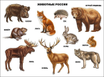 Плакат Животные России - Файв - оснащение школ и детских садов