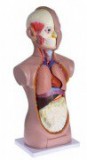 Модели объемные по анатомии - Файв - оснащение школ и детских садов