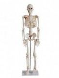 Модели остеологические (скелеты) к разделу "Анатомия" - Файв - оснащение школ и детских садов