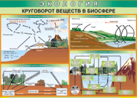 Таблица. Экология. Круговорот веществ в биосфере (70х100 см, винил) - Файв - оснащение школ и детских садов