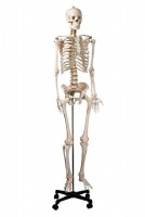 Модель остеологическая. Скелет человека (170 см, на роликовой подставке) - Файв - оснащение школ и детских садов
