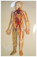 Модель барельефная. Кровеносная система человека - Файв - оснащение школ и детских садов