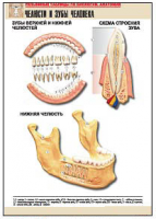 Таблица рельефная по анатомии. Челюсти и зубы человека (А1, лам.) - Файв - оснащение школ и детских садов