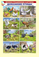 Демонстрационные картины. Домашние птицы (8 шт., А3) - Файв - оснащение школ и детских садов
