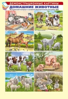 Демонстрационные картины. Домашние животные (8 шт., А3) - Файв - оснащение школ и детских садов