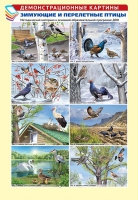 Демонстрационные картины. Зимующие и перелетные птицы (8 шт., А3) - Файв - оснащение школ и детских садов