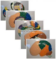 Набор моделей барельефных. Доли, извилины, цитоархитектонические поля головного мозга (5 шт.) - Файв - оснащение школ и детских садов