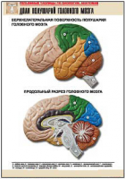 Таблица рельефная по анатомии. Доли полушарий головного мозга (А1, лам.) - Файв - оснащение школ и детских садов