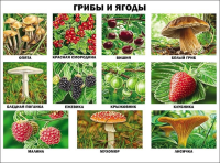 Плакат Грибы и ягоды - Файв - оснащение школ и детских садов