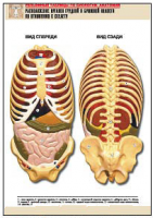 Таблица рельефная по анатомии. Расположение органов грудной и брюшной полостей по отношению к скелету (А1, лам.) - Файв - оснащение школ и детских садов