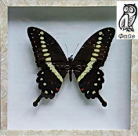 Коллекция. Бабочка тропическая для рисования - Файв - оснащение школ и детских садов