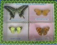 Коллекция. Бабочки для рисования - Файв - оснащение школ и детских садов