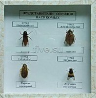Коллекция. Представители отряда насекомых - Файв - оснащение школ и детских садов