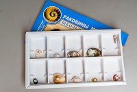 Коллекция. Раковины моллюсков - Файв - оснащение школ и детских садов