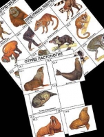 Комплект дидактических карточек. Систематика и экология млекопитающих (96 шт., лам.) - Файв - оснащение школ и детских садов