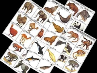 Комплект таблиц раздаточных. Разнообразие животных. Млекопитающие (16 табл., А4, лам.) - Файв - оснащение школ и детских садов