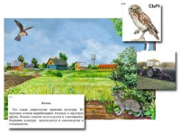 Магнитный плакат-аппликация. Поле. Биоразнообразие и взаимосвязи в сообществе - Файв - оснащение школ и детских садов