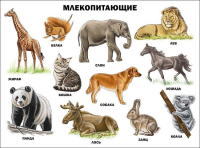 Плакат Млекопитающие - Файв - оснащение школ и детских садов
