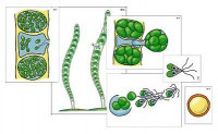 Модель-аппликация. Размножение многоклеточной водоросли - Файв - оснащение школ и детских садов