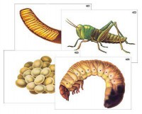 Модель-аппликация. Развитие насекомых с полным и неполным превращением - Файв - оснащение школ и детских садов