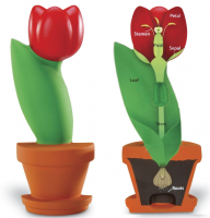 Модель цветка тюльпана (для начальной школы) - Файв - оснащение школ и детских садов