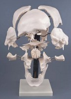 Модель остеологическая. Кости черепа, смонтированный на одной подставке - Файв - оснащение школ и детских садов