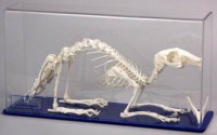 Модель остеологическая. Скелет кролика - Файв - оснащение школ и детских садов