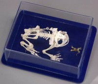 Модель остеологическая. Скелет лягушки - Файв - оснащение школ и детских садов