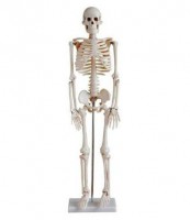 Модель остеологическая. Скелет человека (85 см) - Файв - оснащение школ и детских садов