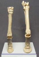 Модель остеологическая. Скелет конечностей лошади - Файв - оснащение школ и детских садов
