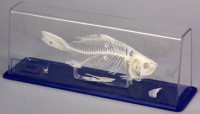 Модель остеологическая. Скелет костистой рыбы - Файв - оснащение школ и детских садов
