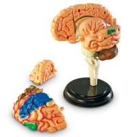 Модель развивающая игровая по анатомии. Мозг человека - Файв - оснащение школ и детских садов