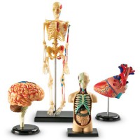 Комплект анатомических моделей - Файв - оснащение школ и детских садов