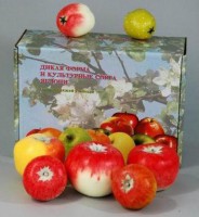 Набор муляжей. Дикая форма и культурные сорта яблок - Файв - оснащение школ и детских садов