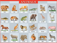 Плакат. Animals. Животные - Файв - оснащение школ и детских садов