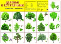 Плакат Деревья и кустарники - Файв - оснащение школ и детских садов