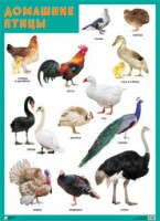 Плакат Домашние птицы - Файв - оснащение школ и детских садов