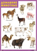 Плакат Домашние животные - Файв - оснащение школ и детских садов