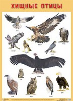 Плакат Хищные птицы - Файв - оснащение школ и детских садов