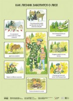 Плакат Как лесник заботится о лесе - Файв - оснащение школ и детских садов