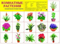 Плакат Комнатные растения - Файв - оснащение школ и детских садов