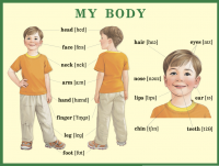 Плакат. My body. Мое тело - Файв - оснащение школ и детских садов