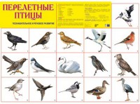 Плакат Перелетные птицы - Файв - оснащение школ и детских садов