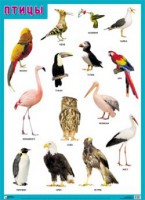 Плакат Птицы - Файв - оснащение школ и детских садов