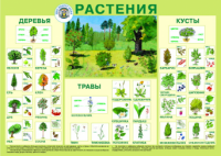 Плакат Растения - Файв - оснащение школ и детских садов