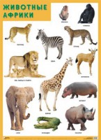 Плакат Животные Африки - Файв - оснащение школ и детских садов