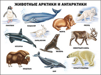 Плакат Животные Арктики и Антарктики - Файв - оснащение школ и детских садов