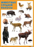 Плакат Животные средней полосы - Файв - оснащение школ и детских садов