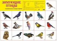 Плакат. Зимующие птицы - Файв - оснащение школ и детских садов